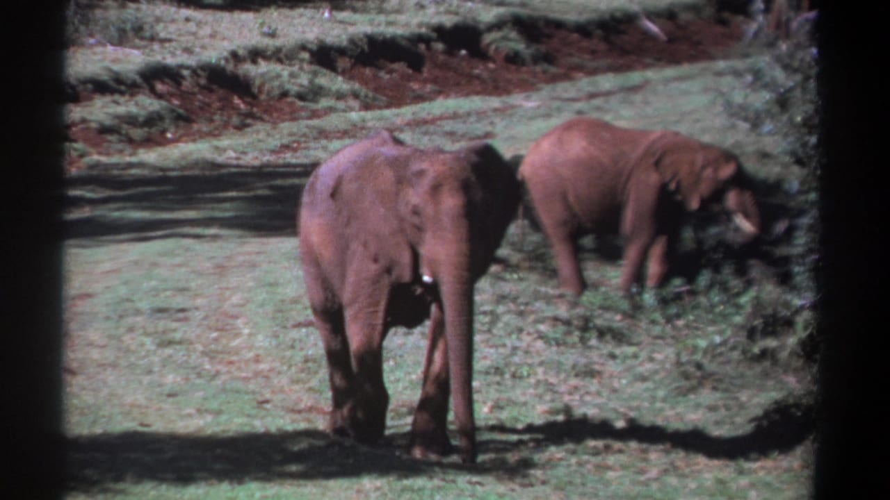 Foreground elephant stands closer to camera while a second elephant feeds beside brush.
