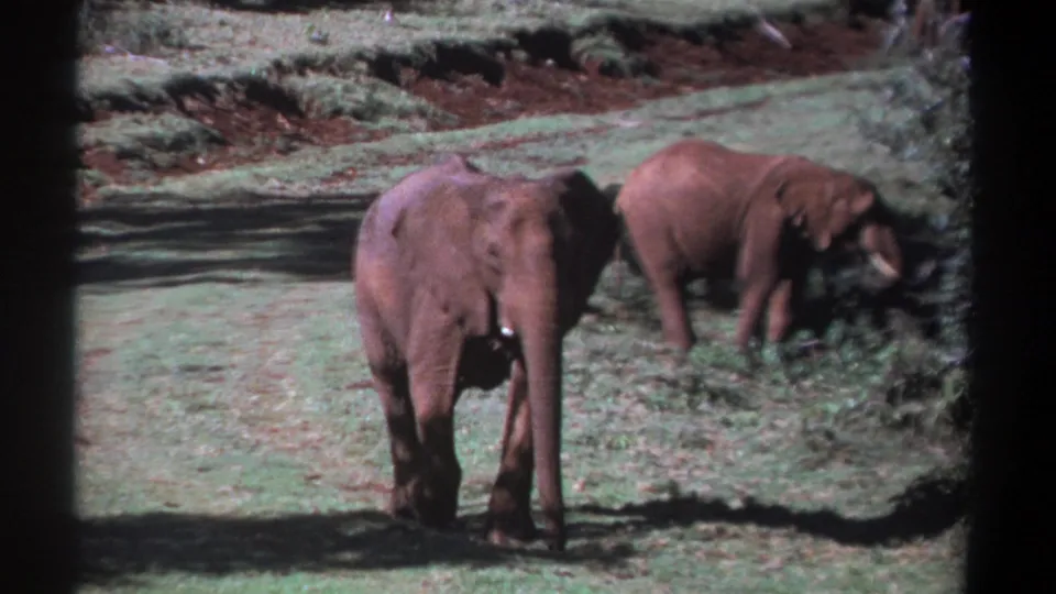 1969 Kenya 8mm frame with a foreground elephant approaching the camera and a second elephant grazing at the right edge of the field.