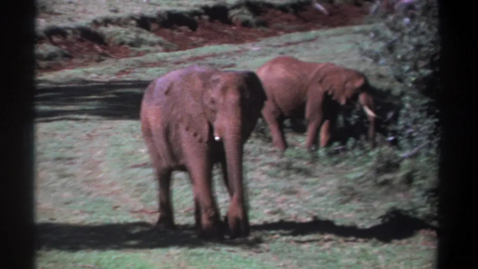 1969 Kenya 8mm frame showing two elephants in a grassy clearing, with the nearer animal turned slightly and the other partly behind it.
