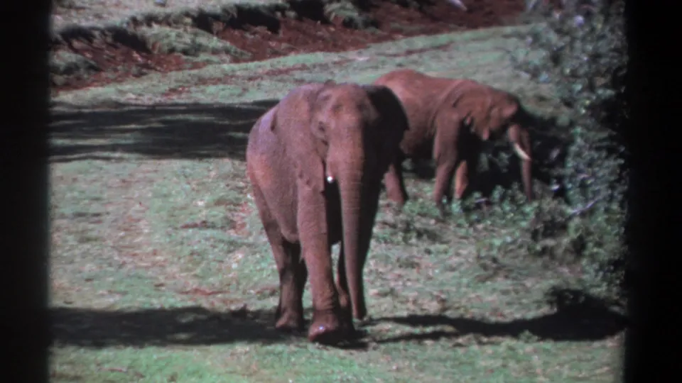 1969 Kenya 8mm frame with a front-facing elephant in sunlit grass and a second elephant feeding in the background near brush.