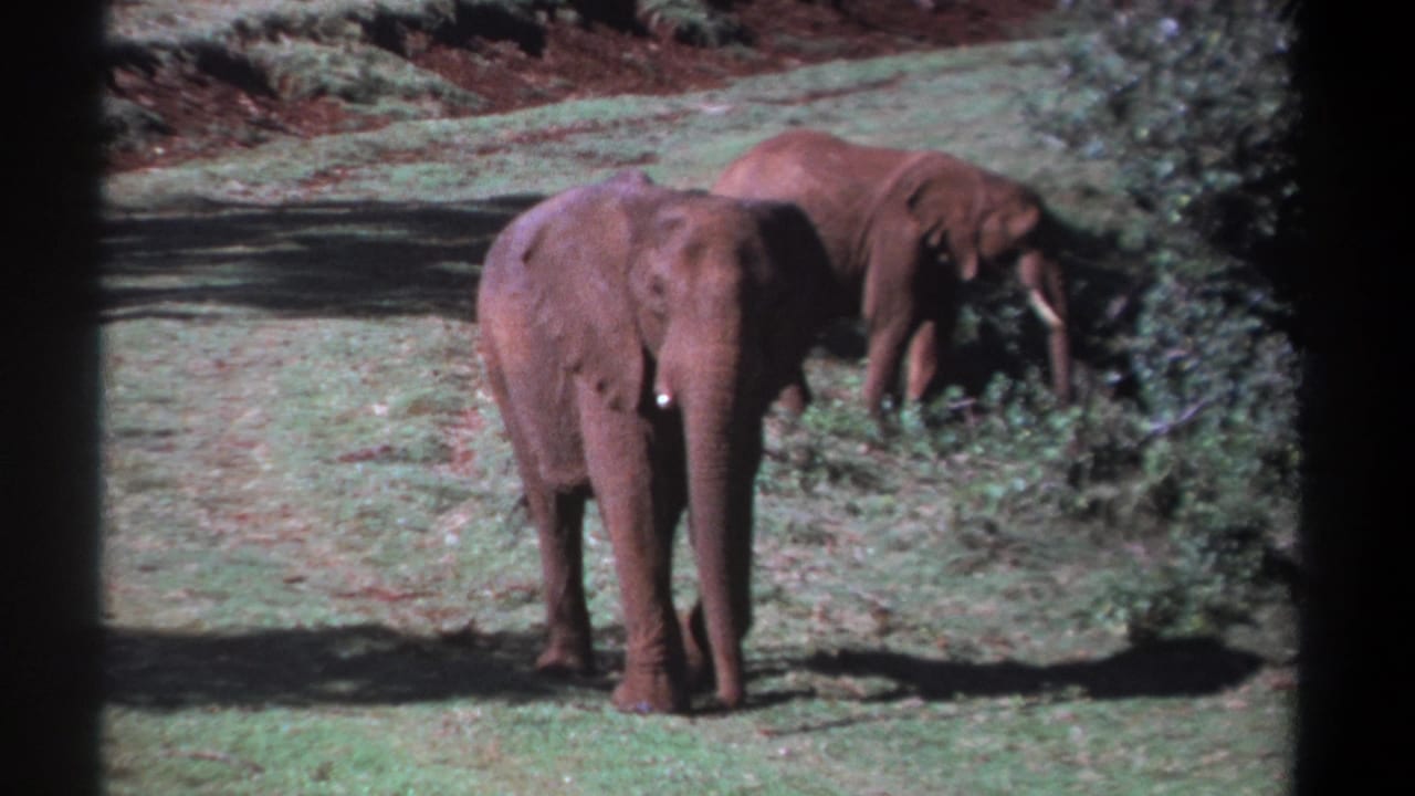 Two elephants in 1969 Kenya home-movie footage, one facing the camera while another browses near shrubs beside a dirt path.