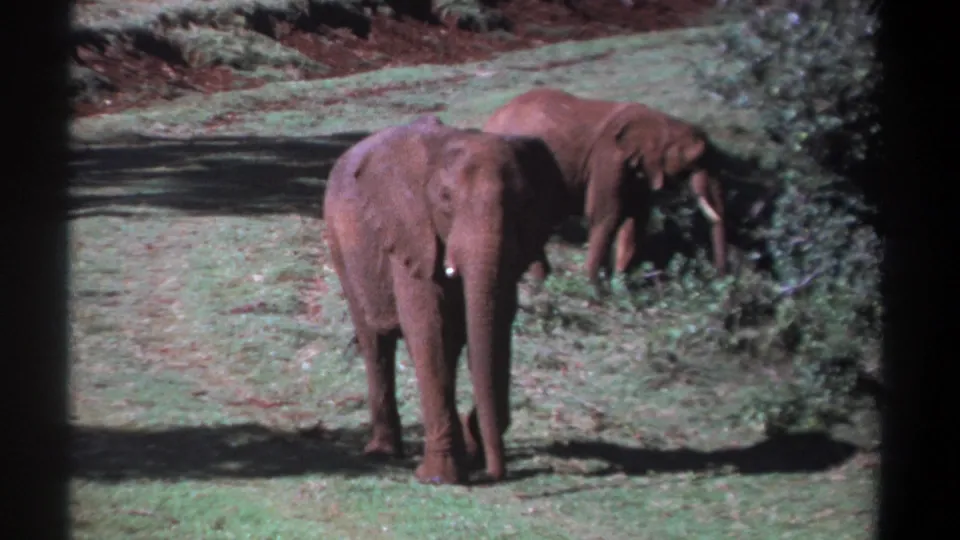 Two elephants in 1969 Kenya home-movie footage, one facing the camera while another browses near shrubs beside a dirt path.