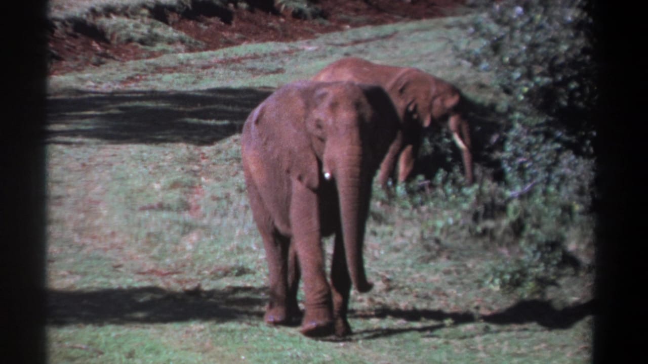Elephant facing the camera while another feeds near bushes behind it.