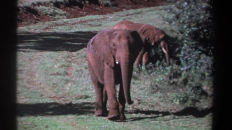 An elephant faces the camera in a Kenya 1969 wildlife scene as a second elephant feeds near the brush behind it.