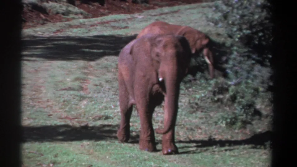 A front elephant walks toward the camera in vintage 8mm Kenya footage while another remains partly obscured near roadside shrubs.