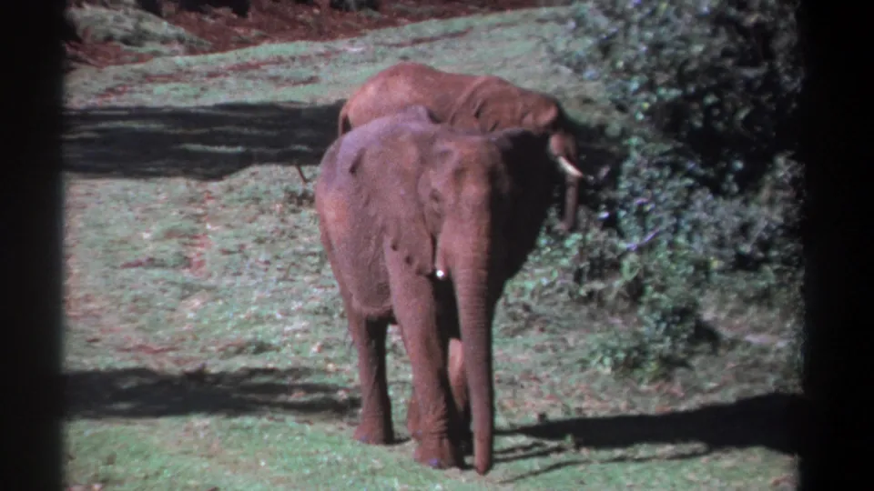 Two elephants stand close together in a 1969 Kenya home-movie frame, with grass, brush, and reddish earth around the path.
