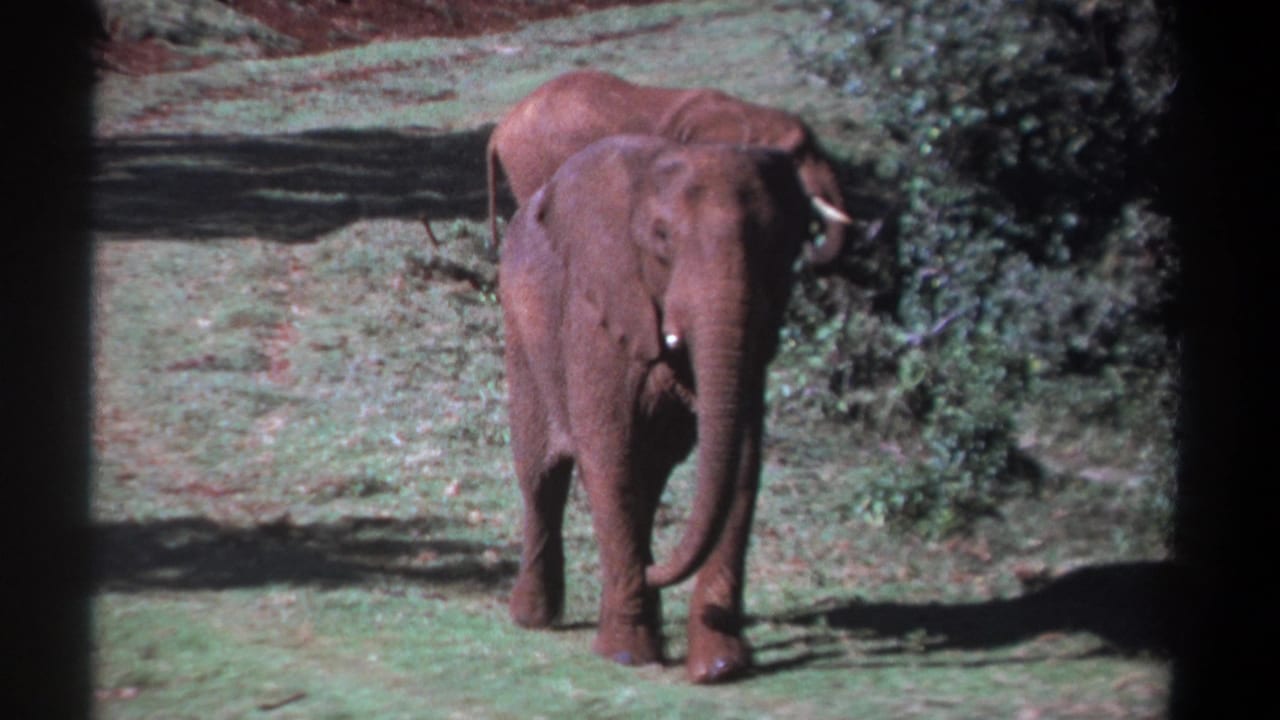 Kenya 1969 home-movie frame showing two elephants on a grassy path, the nearer elephant facing forward in bright daylight.