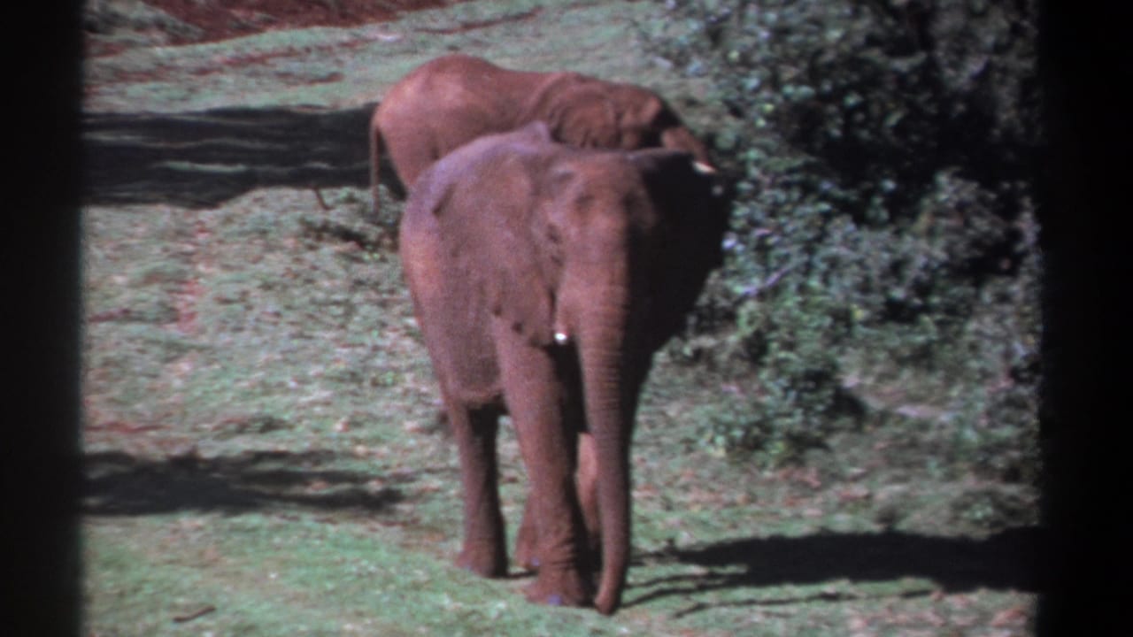 The nearer elephant walks forward while a second elephant follows behind near shrubs.