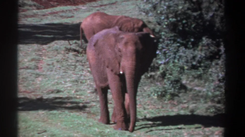 Kenya 1969 8mm frame of a foreground elephant walking toward the camera, with another elephant partly behind it near trees.