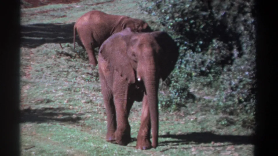 Kenya 1969 home-movie frame showing a close foreground elephant on grass, with a second elephant partially hidden behind.