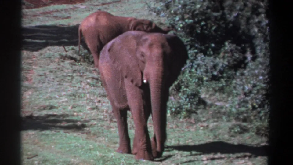 Kenya 1969 8mm frame with a foreground elephant near center and another elephant behind it on a sunlit grassy path.