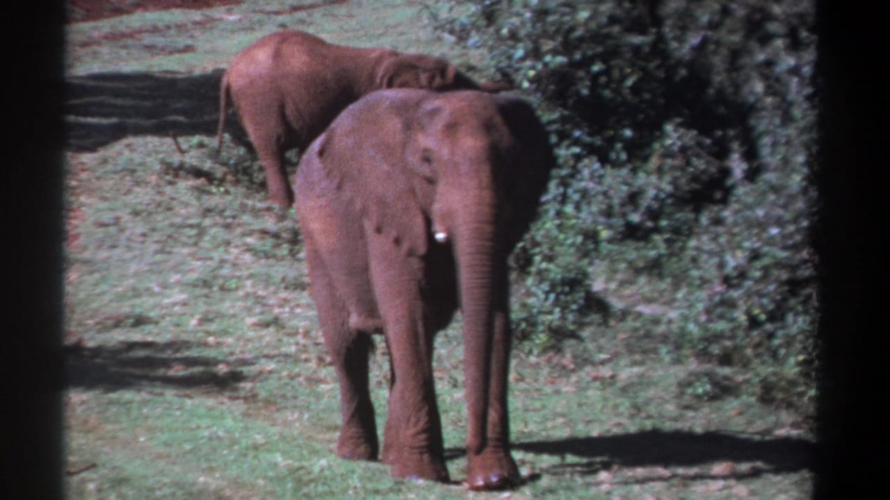 1969 Kenya 8mm frame showing two elephants in a grassy clearing, with the foreground elephant facing the camera near dense bushes.
