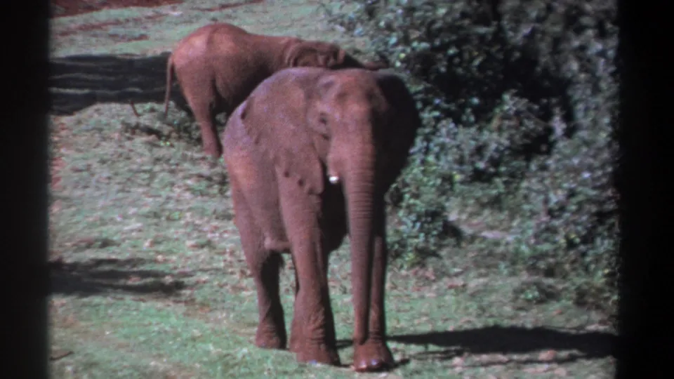 1969 Kenya 8mm frame showing two elephants in a grassy clearing, with the foreground elephant facing the camera near dense bushes.