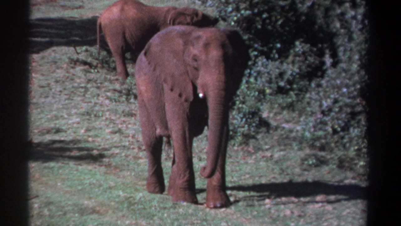 1969 Kenya home-movie frame with a foreground elephant facing the camera and a second elephant partly hidden by shrubs.