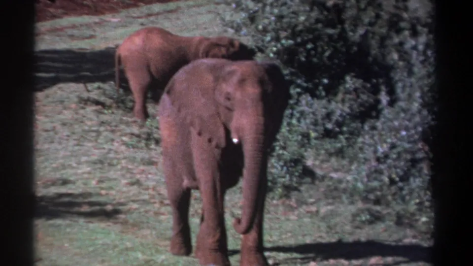 Vintage 8mm Kenya wildlife frame showing two brown elephants close together in a clearing bordered by thick green bushes.