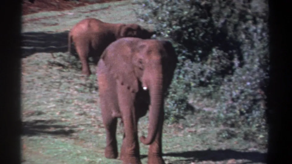 1969 Kenya 8mm frame of an elephant facing forward, with another elephant partly visible behind it near bushes.