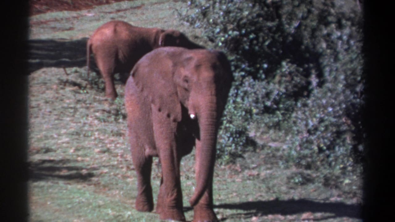 1969 Kenya 8mm frame showing two elephants in a grassy natural setting, the nearer elephant facing the camera while another stands behind.