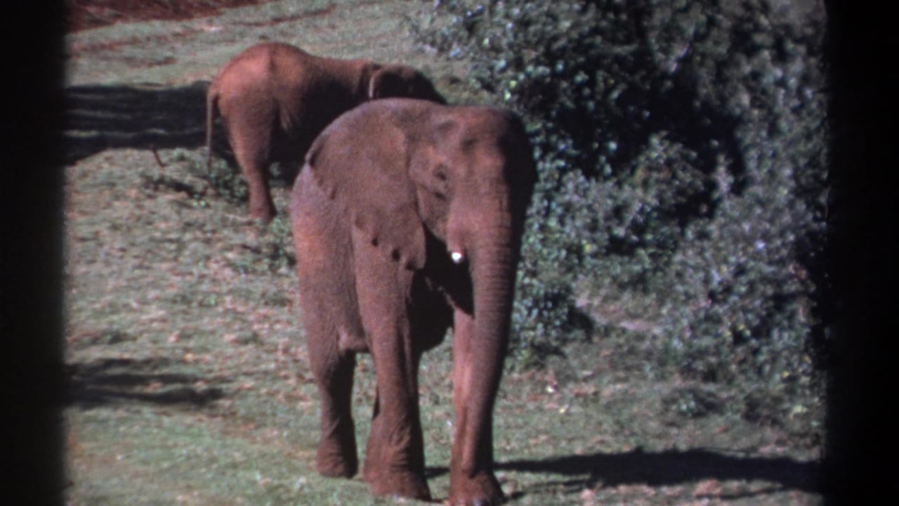 Foreground elephant facing forward with a second elephant partly hidden behind it.