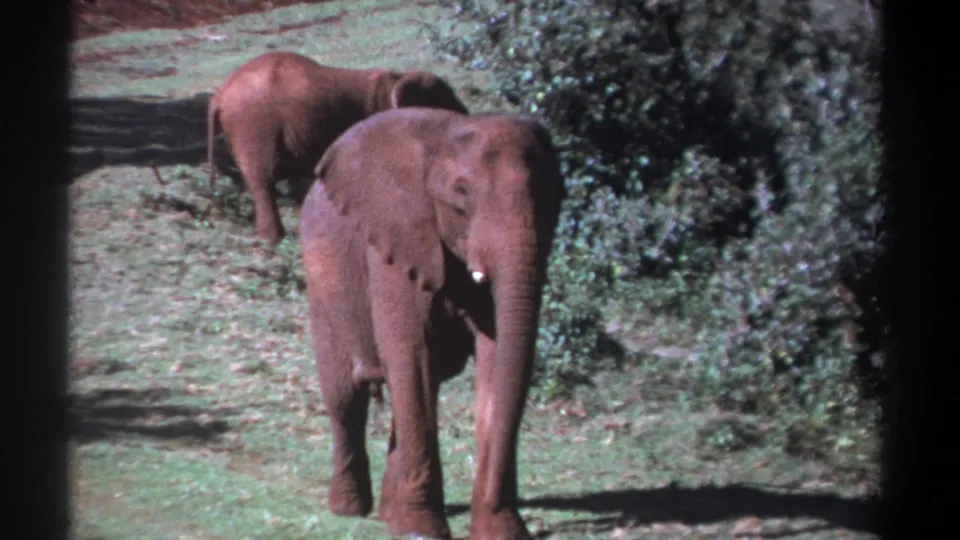 Vintage 8mm frame from Kenya in 1969 showing two elephants on grass beside shrub cover, with soft focus and visible film grain.