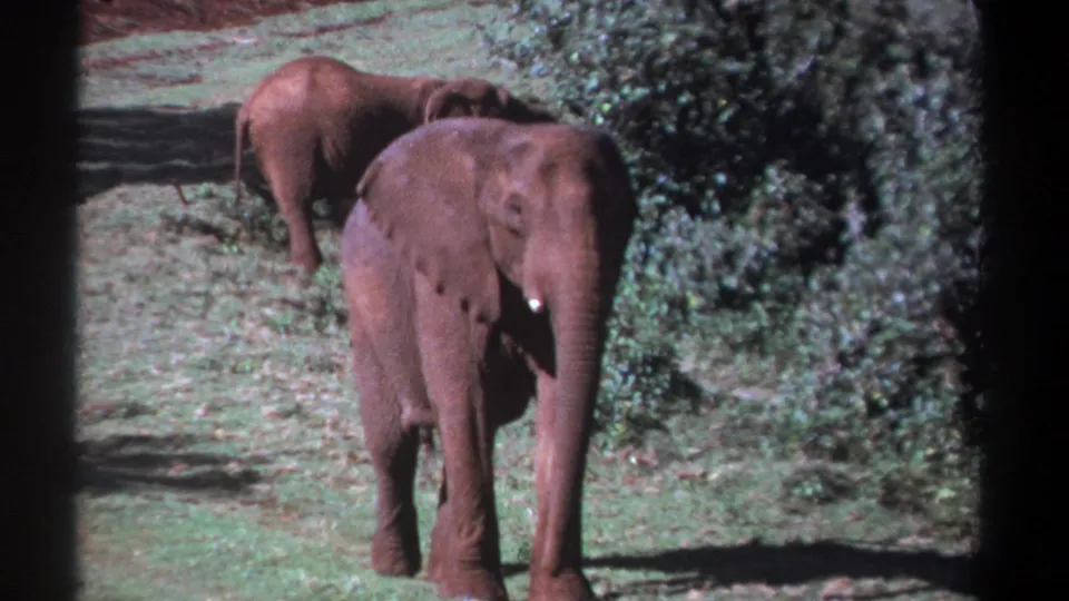 1969 Kenya 8mm still with a foreground elephant facing the lens, another elephant behind it, and dense greenery along the right side.