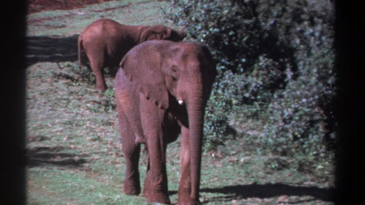 1969 Kenya 8mm frame showing two elephants standing calmly in a grassy area beside dense foliage.