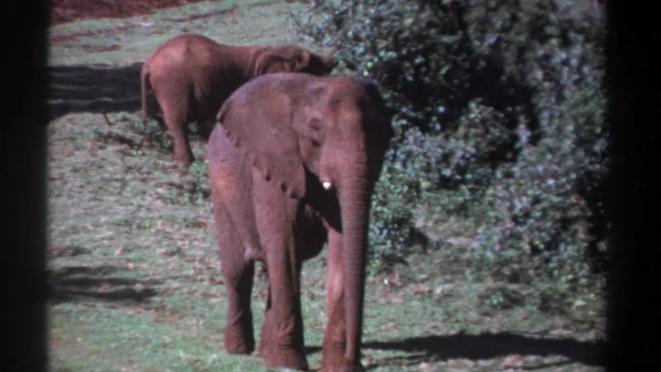 1969 Kenya 8mm frame showing two elephants standing calmly in a grassy area beside dense foliage.