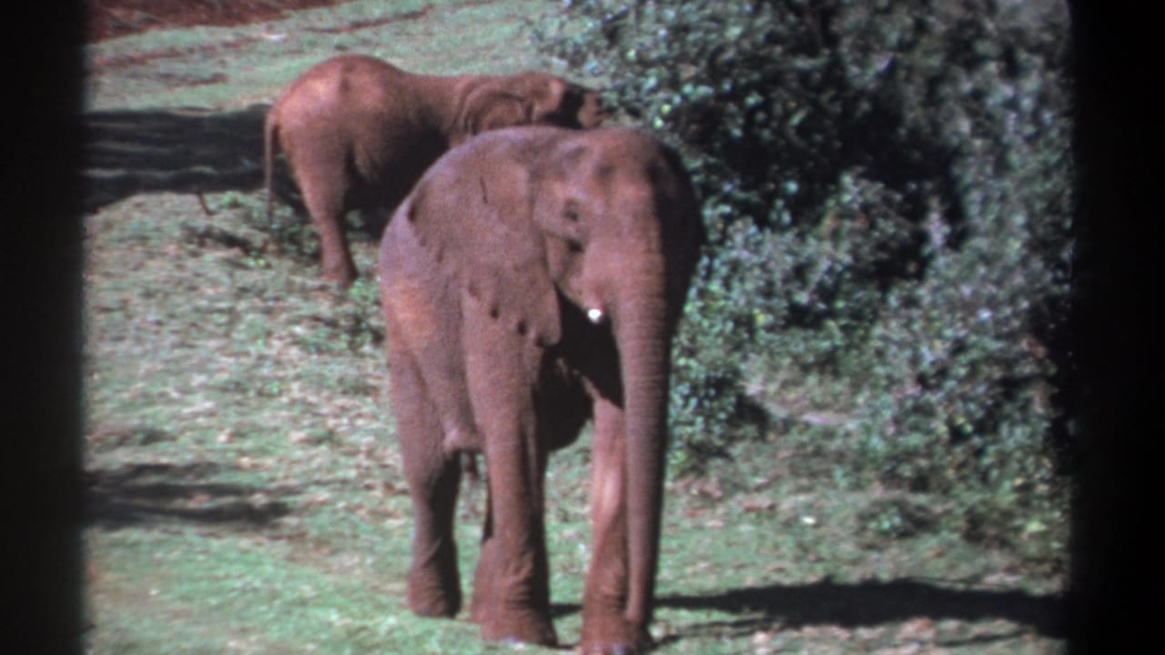 1969 Kenya home-movie frame with two elephants in a grassy landscape, one partly behind the other near shrubs.