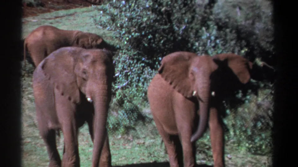 1969 Kenya 8mm frame showing three elephants in a grassy clearing, with one entering from the right near foliage.