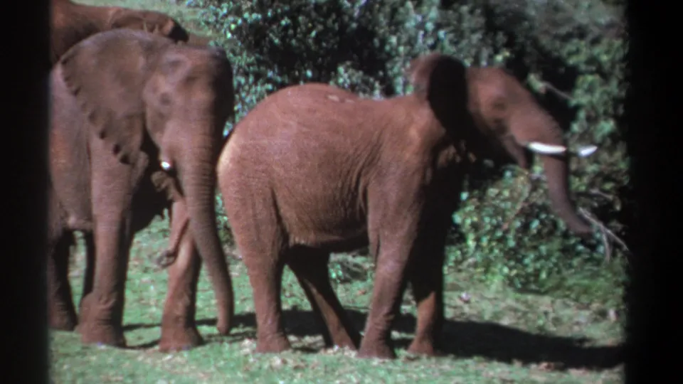 1969 Kenya frame showing three elephants in grass, with one side-on elephant moving past dense green foliage.