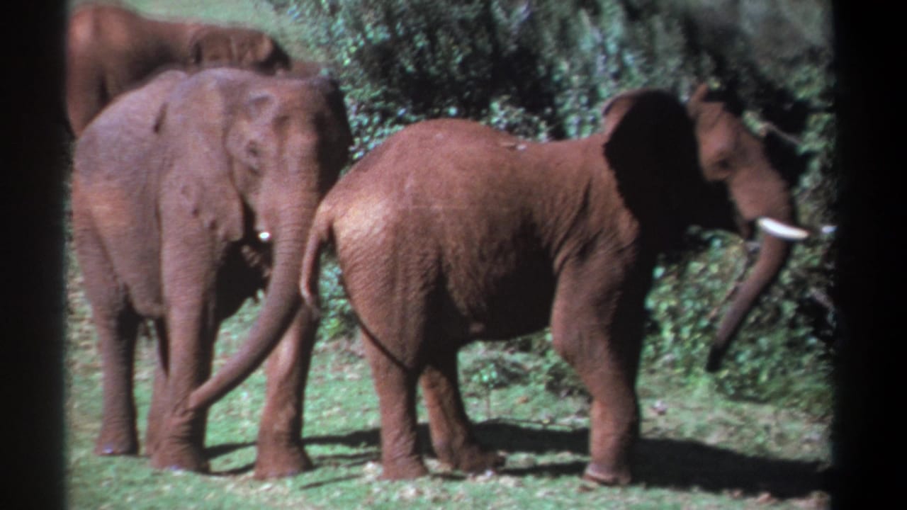 Kenya 1969 8mm frame showing three elephants in a grassy clearing, with tusks visible and foliage behind them.