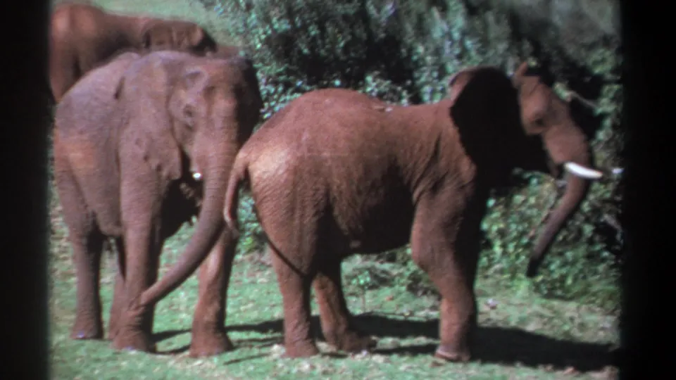 Kenya 1969 8mm frame showing three elephants in a grassy clearing, with tusks visible and foliage behind them.