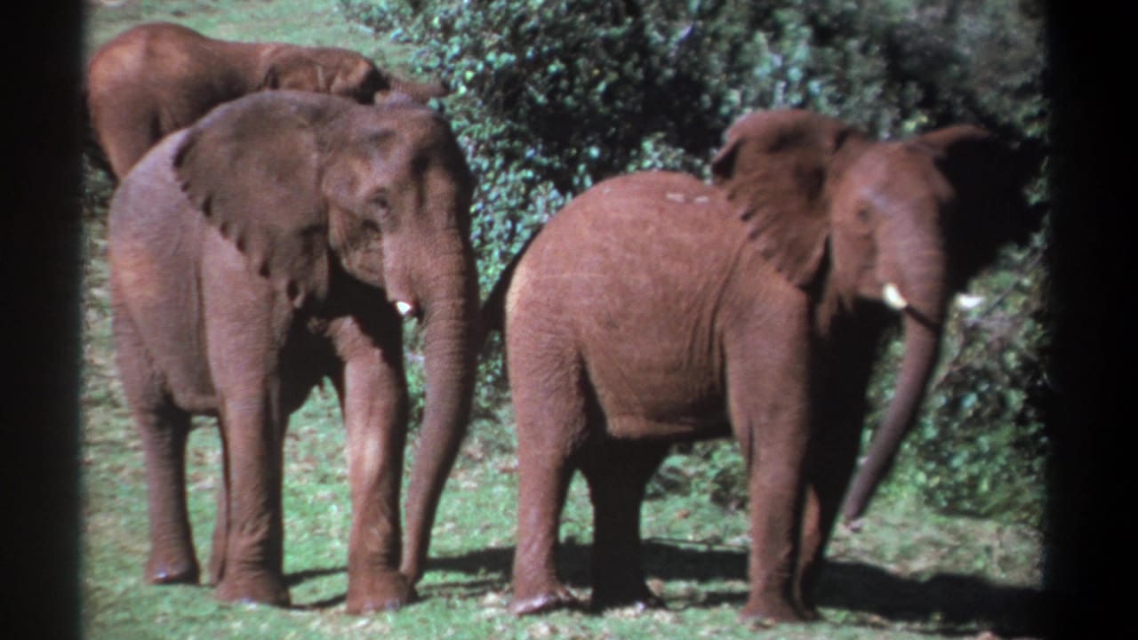 Three elephants face the camera area from a clearing bordered by foliage.