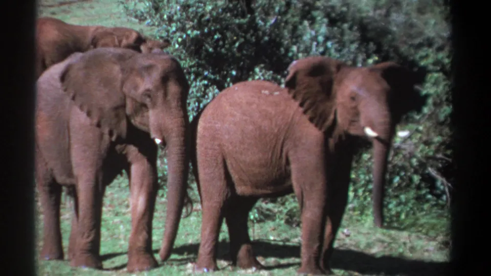 Kenya 1969 8mm frame showing elephants clustered in a clearing, including a side-on elephant in the foreground.