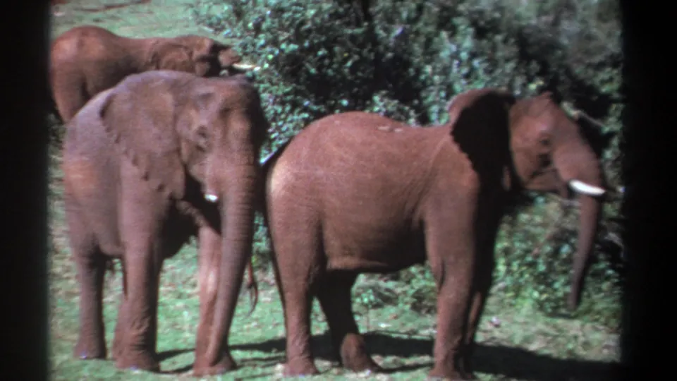 Kenya 1969 8mm frame showing three elephants in similar positions, one facing right with a tusk visible.