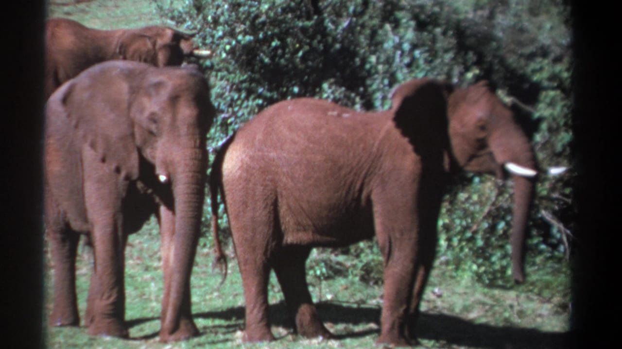 1969 Kenya 8mm frame showing three elephants in green shrubland, with tusks visible and a dark vertical film edge at left.