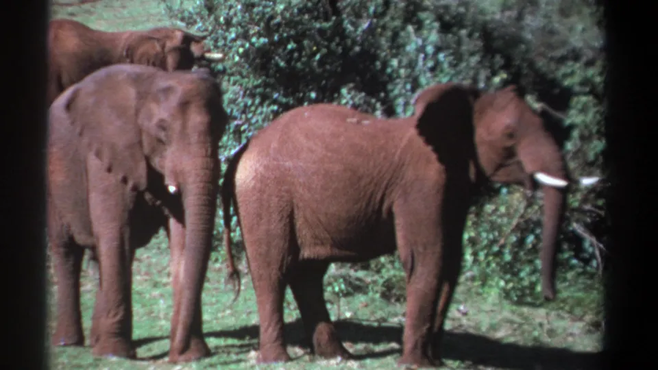 1969 Kenya 8mm frame showing three elephants in green shrubland, with tusks visible and a dark vertical film edge at left.