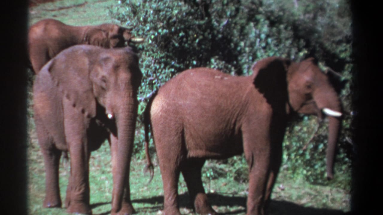 Two foreground elephants and a third elephant partly visible behind shrubs.