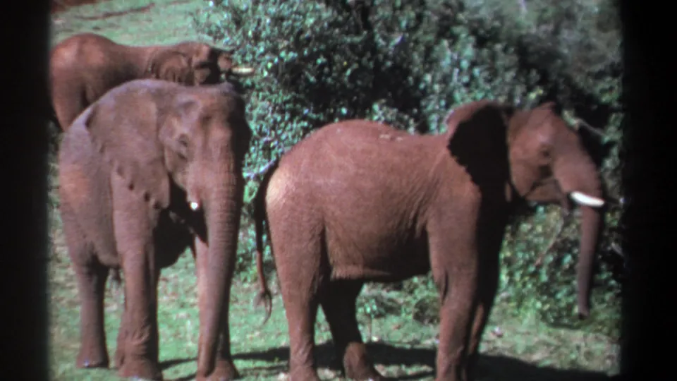 1969 Kenya 8mm frame with two elephants in the foreground and a third partly visible behind them in dense vegetation.