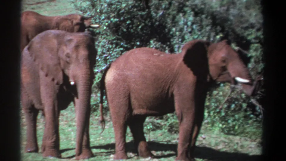1969 Kenya 8mm frame showing three elephants in shrubland, including one side-on elephant facing right near dense bushes.