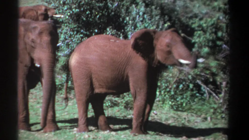 1969 Kenya 8mm frame with a large side-on elephant centered, another partly visible at left, and dense shrubs behind them.