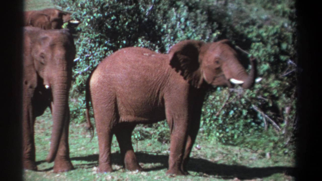 1969 Kenya 8mm frame showing two elephants in grass near dense shrubs, one centered in profile with tusks visible.