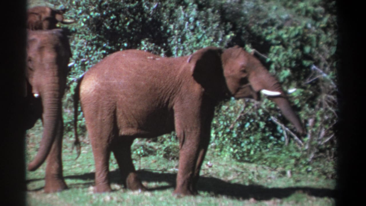 An elephant in profile extends its trunk toward brush while another elephant stands partly behind it.
