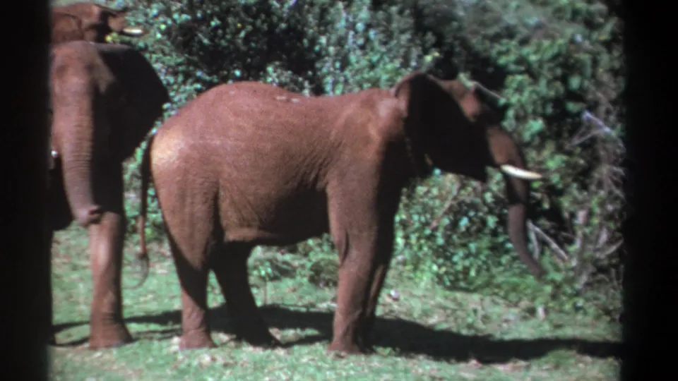 1969 Kenya home-movie frame showing a large elephant in profile beside another partly cropped elephant in bright grass.