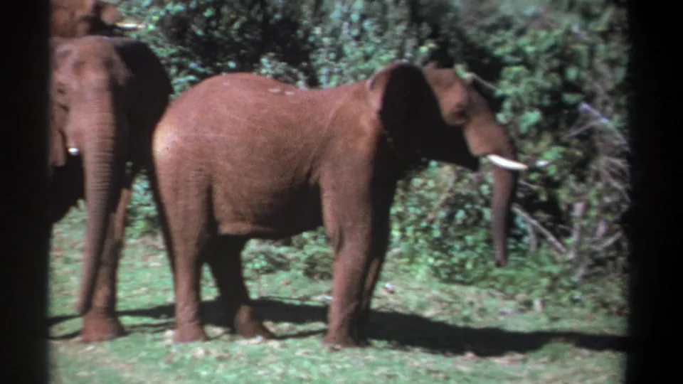 1969 Kenya 8mm frame showing an elephant lowering its trunk near grass, with another elephant partly visible behind.