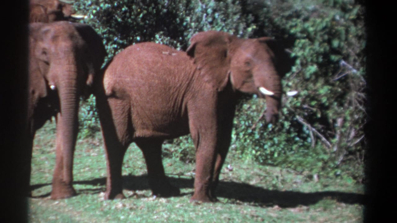 1969 Kenya 8mm frame showing several elephants in a grassy clearing, with reddish dust on their skin and dark film edges visible.