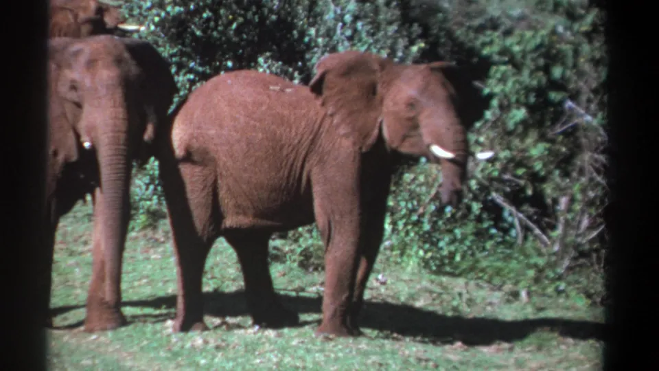 1969 Kenya 8mm frame showing several elephants in a grassy clearing, with reddish dust on their skin and dark film edges visible.