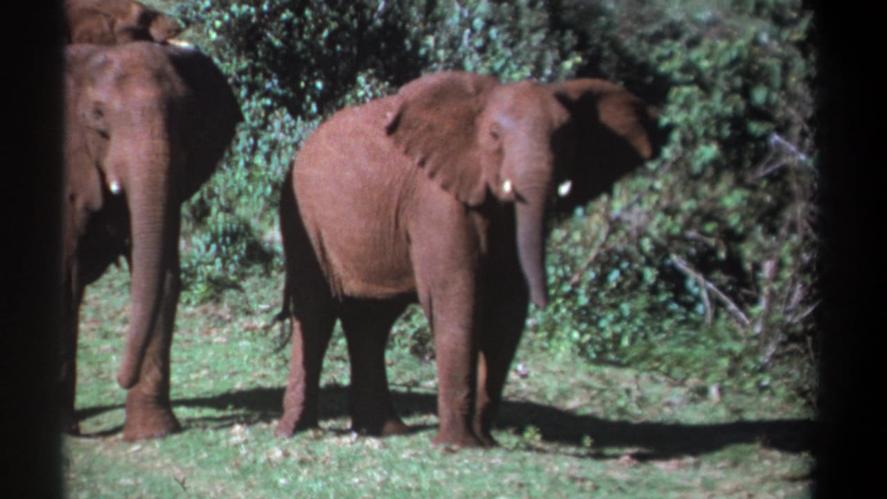 1969 Kenya 8mm frame with a young elephant facing forward in a grassy clearing, backed by brush and another elephant.