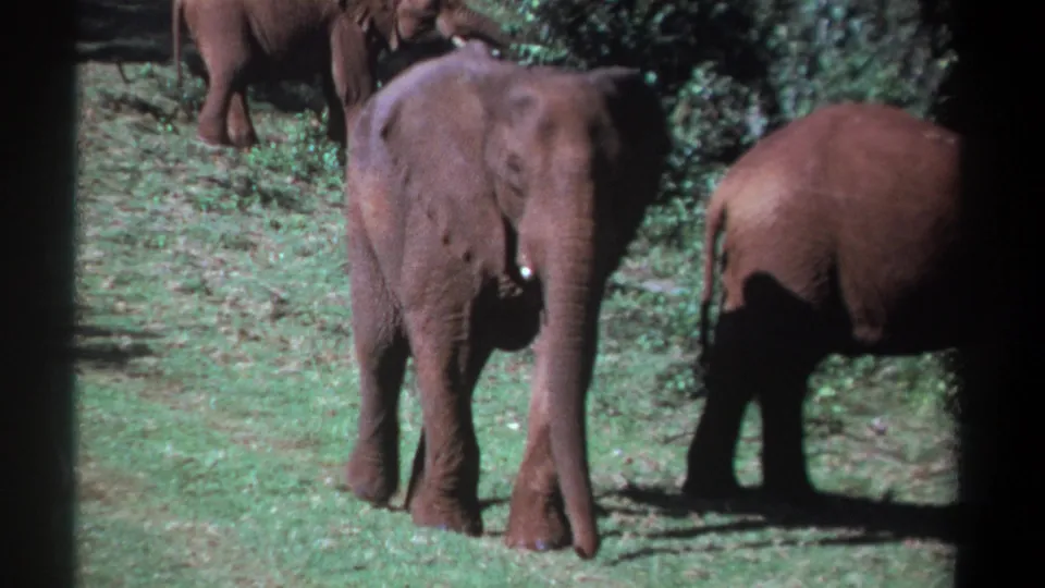 1969 Kenya 8mm frame showing elephants moving through a clearing, including one foreground elephant and another seen from behind.