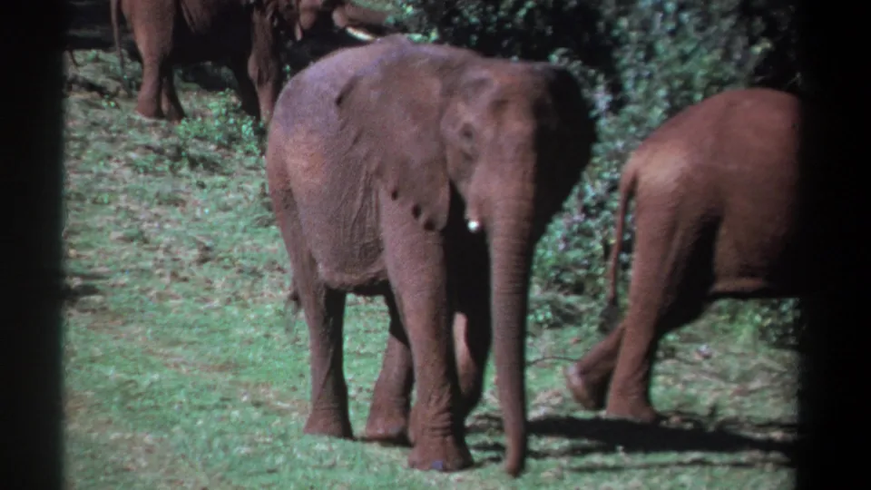1969 Kenya 8mm frame with a foreground elephant near dense brush while another elephant moves toward the right edge.