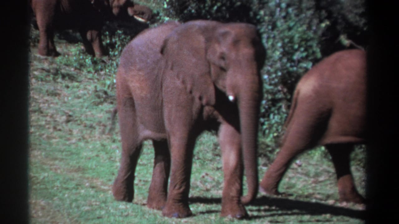1969 Kenya 8mm frame showing a tusked adult elephant crossing grassland near a forest edge, with other elephants partly in view.